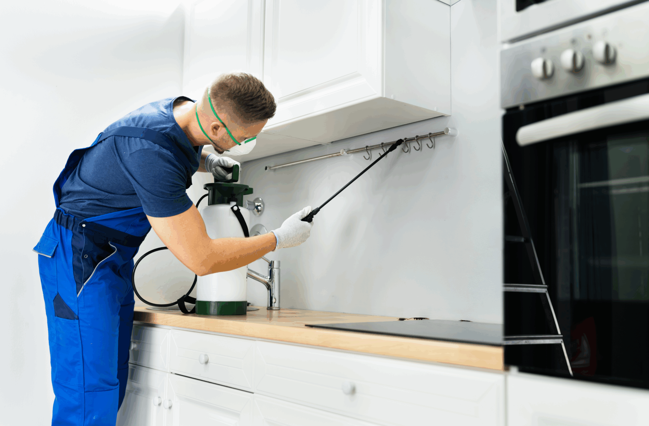 Pest control technician spraying under kitchen cabinets in Auckland home